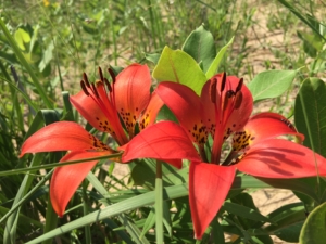 Photo of wild lillies in the dunes